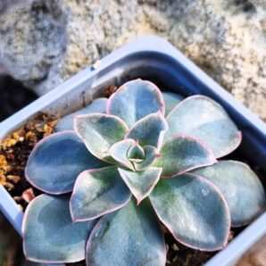 Echeveria Eurychlamus hybrid