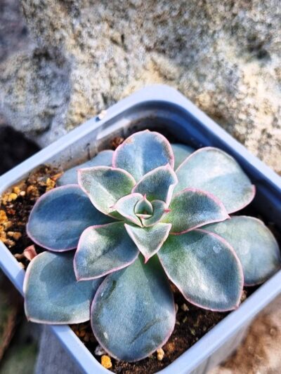 Echeveria Eurychlamus hybrid