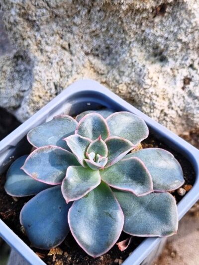 Echeveria Eurychlamus hybrid - Зображення 2