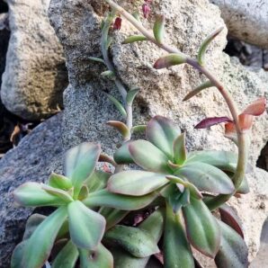 Echeveria Hanaikada