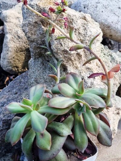 Echeveria Hanaikada