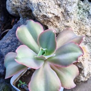 Echeveria Party Dress