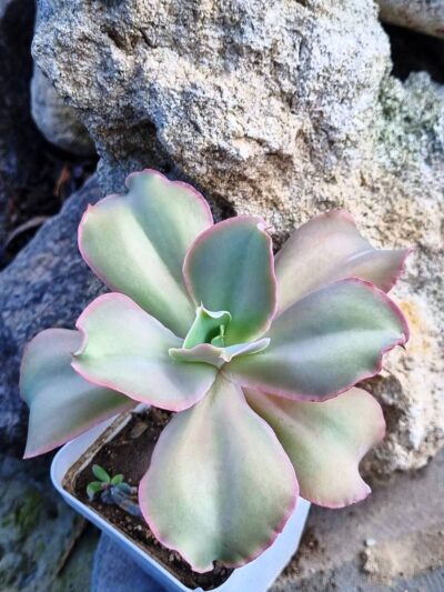 Echeveria Party Dress