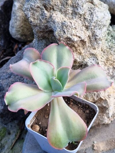 Echeveria Party Dress - Зображення 2