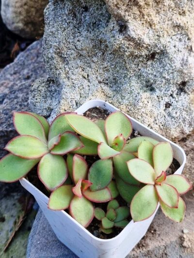 Echeveria Red Finkle - Зображення 2
