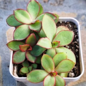 Echeveria Red Finkle