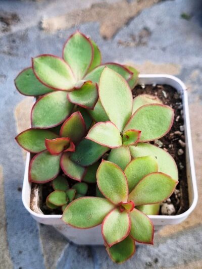 Echeveria Red Finkle