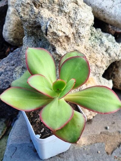 Echeveria Red Finkle - Зображення 2