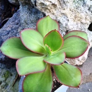 Echeveria Red Finkle