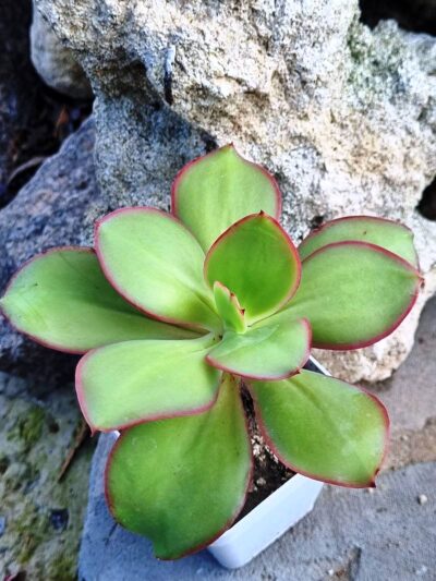 Echeveria Red Finkle