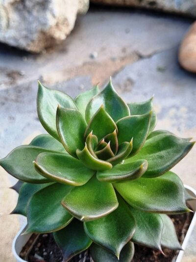Echeveria Black Prince - Зображення 2