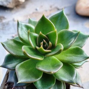 Echeveria Black Prince