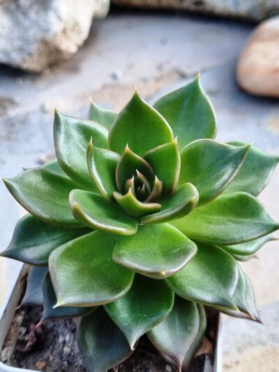 Echeveria Black Prince