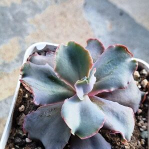 Echeveria Party Dress