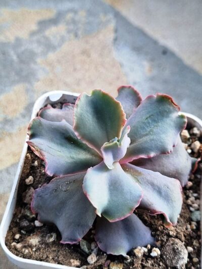 Echeveria Party Dress