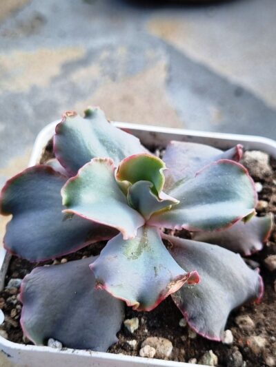 Echeveria Party Dress - Зображення 2