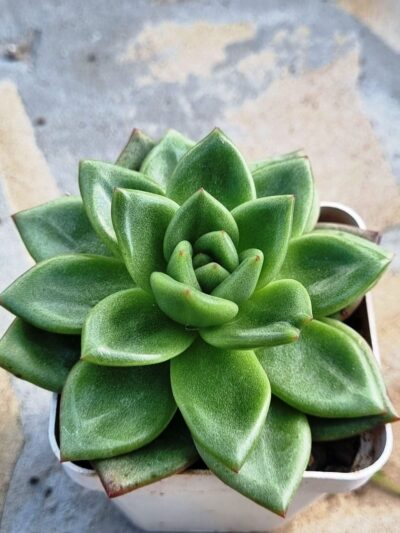 Echeveria agavoides Red Tip - Зображення 2