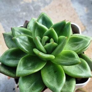 Echeveria agavoides Red Tip