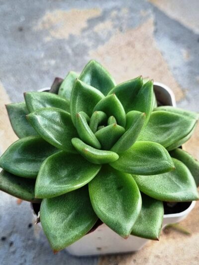 Echeveria agavoides Red Tip