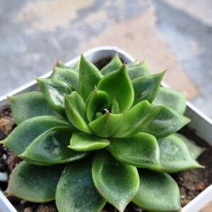 Echeveria agavoides Mira