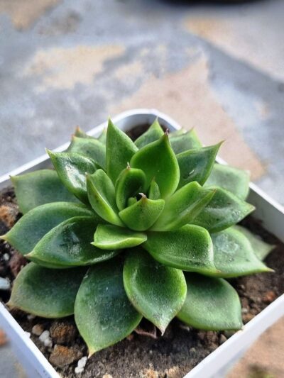 Echeveria agavoides Mira