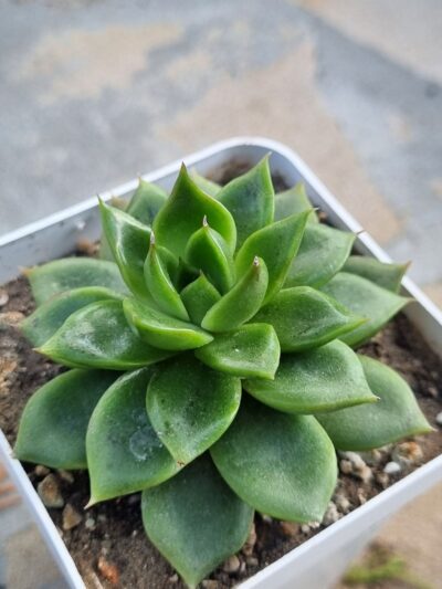 Echeveria agavoides Mira - Зображення 2