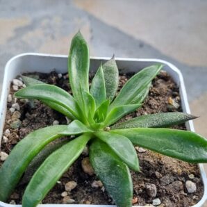 Echeveria Lutea