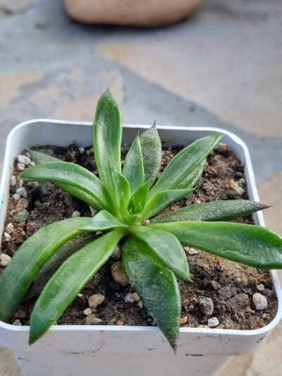 Echeveria Lutea