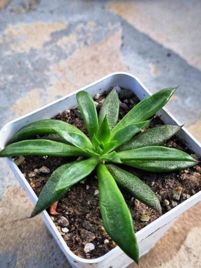 Echeveria Lutea - Зображення 2