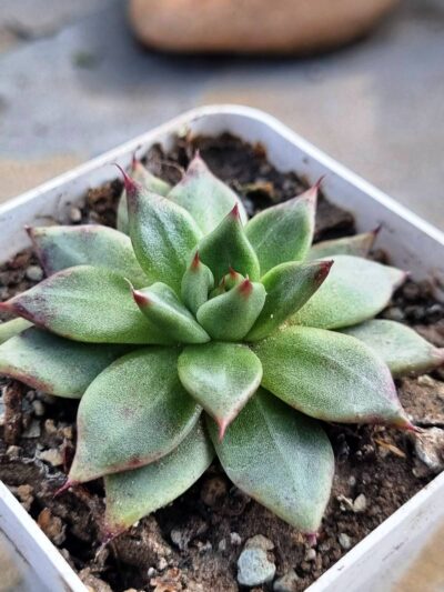 Echeveria Cuspidata x Ebony - Зображення 2