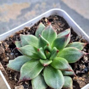 Echeveria Cuspidata x Ebony