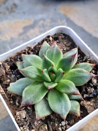 Echeveria Cuspidata x Ebony