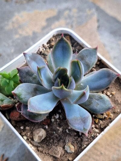 Echeveria Dark Ice Korean - Зображення 2