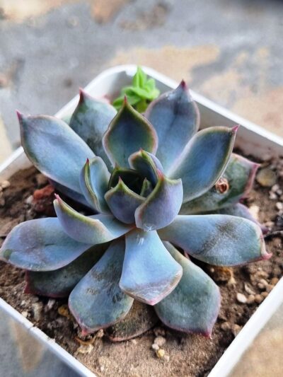 Echeveria Dark Ice Korean