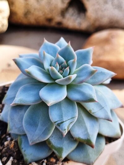 Echeveria Blue Bird - Зображення 2