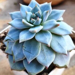 Echeveria Blue Bird