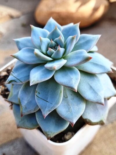 Echeveria Blue Bird