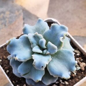 Echeveria Crispate Beauty