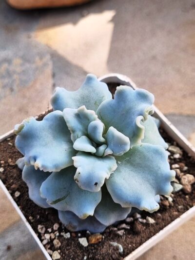 Echeveria Crispate Beauty