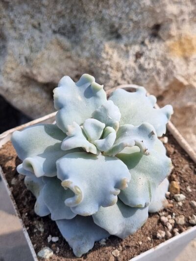 Echeveria Crispate Beauty - Зображення 2