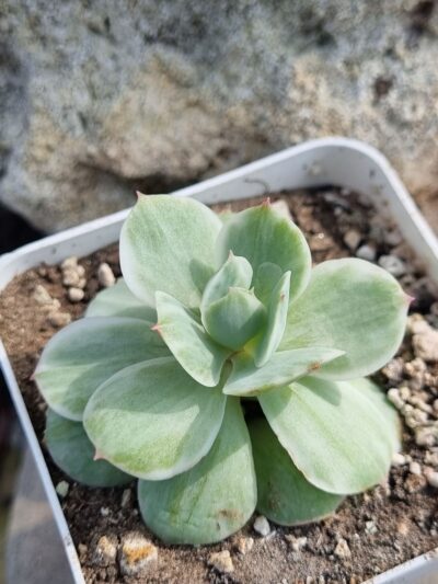 Echeveria Mocha var - Зображення 3
