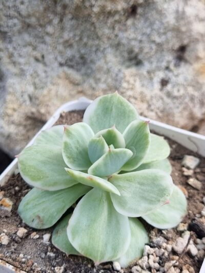 Echeveria Mocha var - Зображення 2