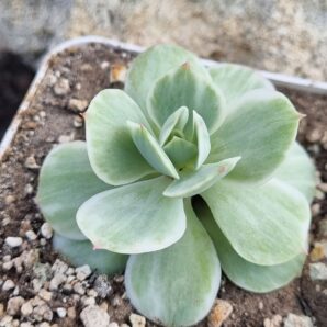 Echeveria Mocha var