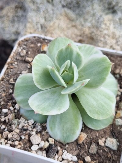 Echeveria Mocha var