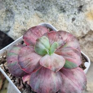 Echeveria Suyon Frill /Red Phoenix variegated