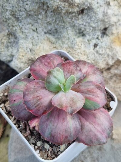 Echeveria Suyon Frill /Red Phoenix variegated