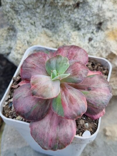 Echeveria Suyon Frill /Red Phoenix variegated - Зображення 2