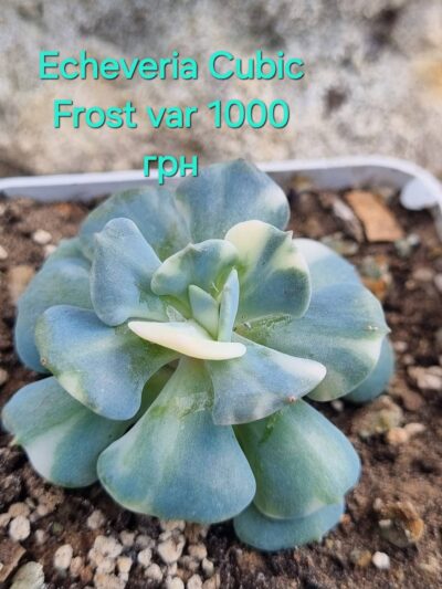 Echeveria Cubic Frost var - Зображення 2