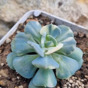 Echeveria Cubic Frost var