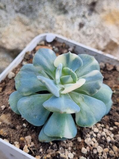 Echeveria Cubic Frost var